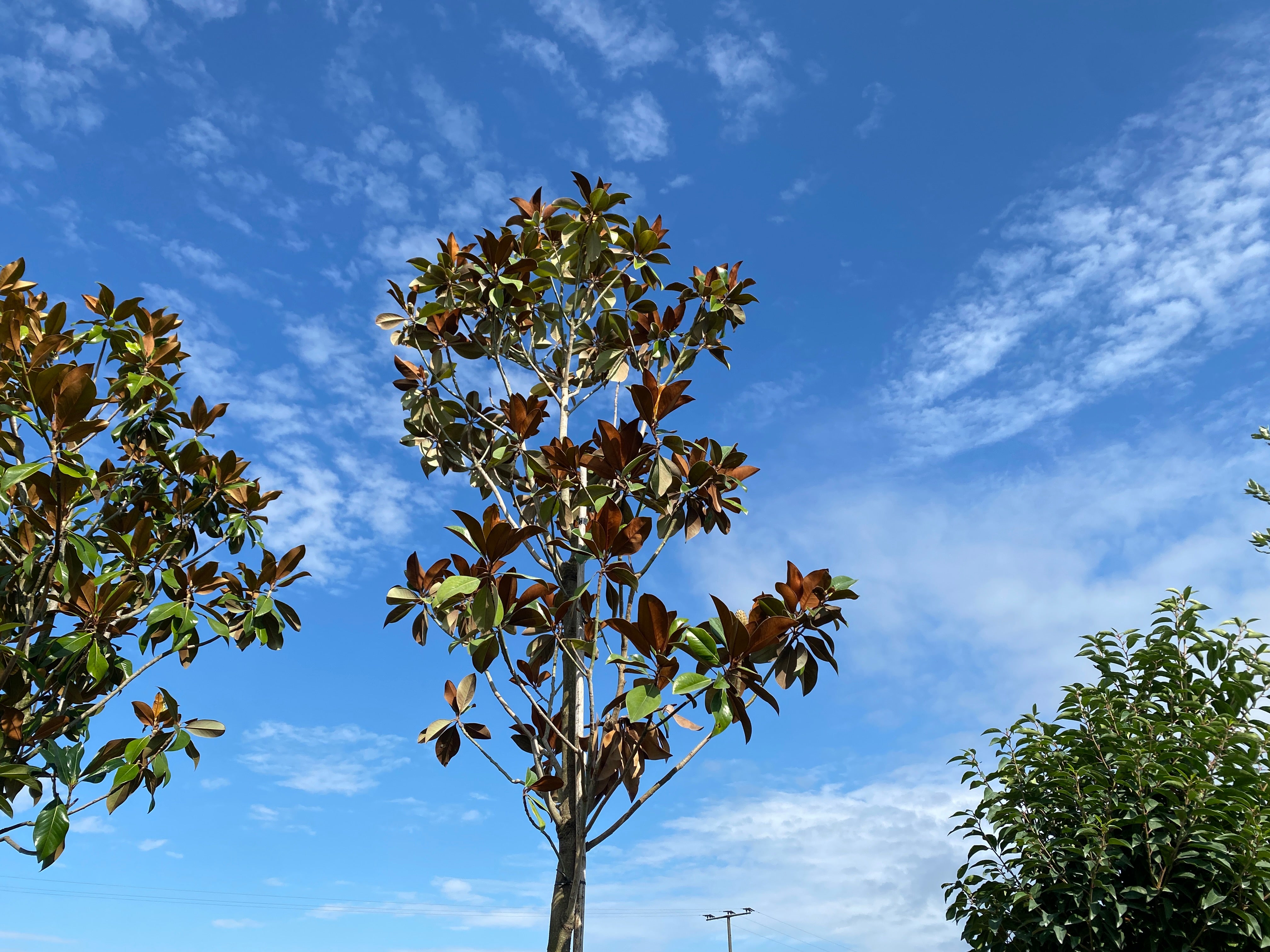 Immergrüne Magnolie 'Dee Dee Blanchard' / Magnolia grandiflora 'Dee Dee Blanchard'